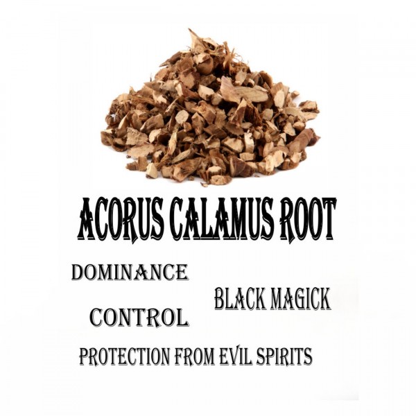 Acorus Calamus